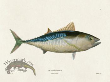 Werner Fish 025